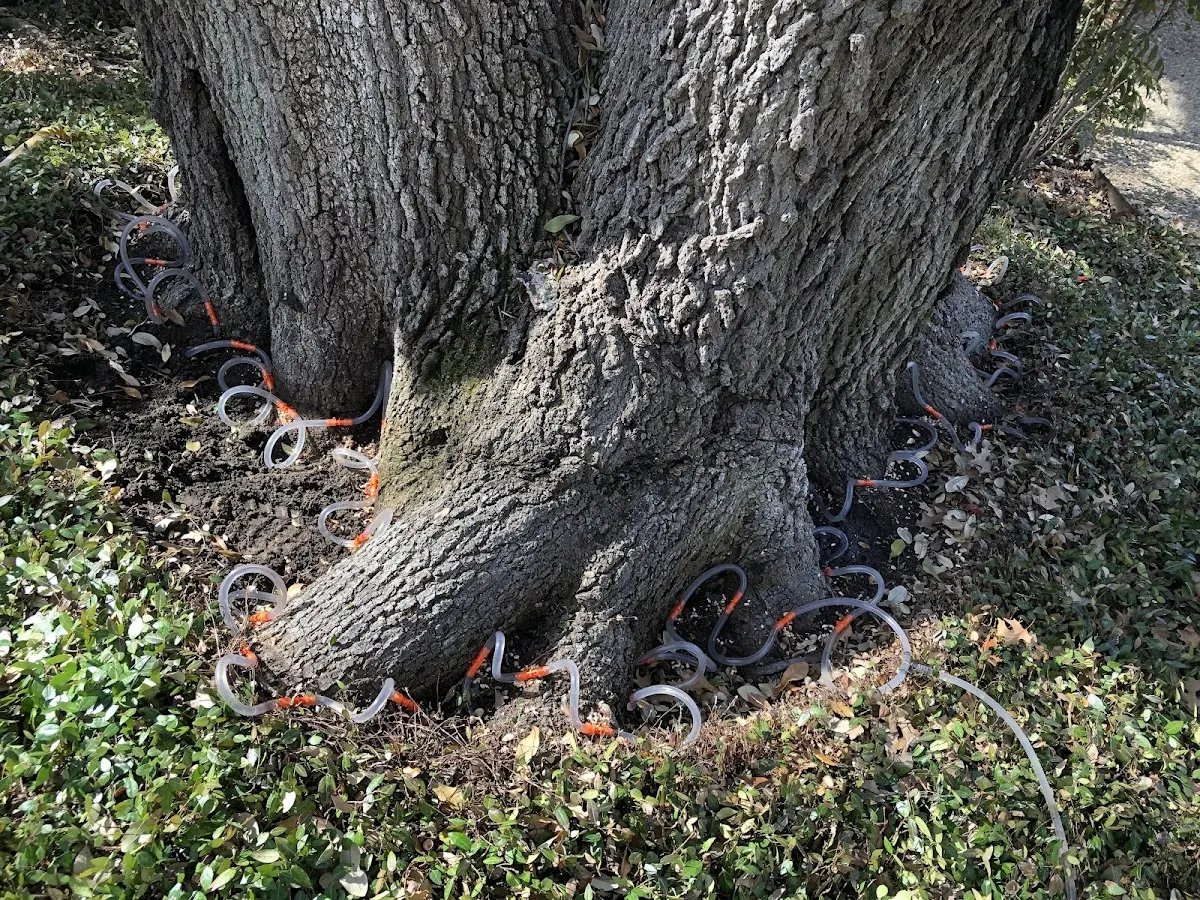 Detailed Tree Cabling and Bracing job site in Brush Valley