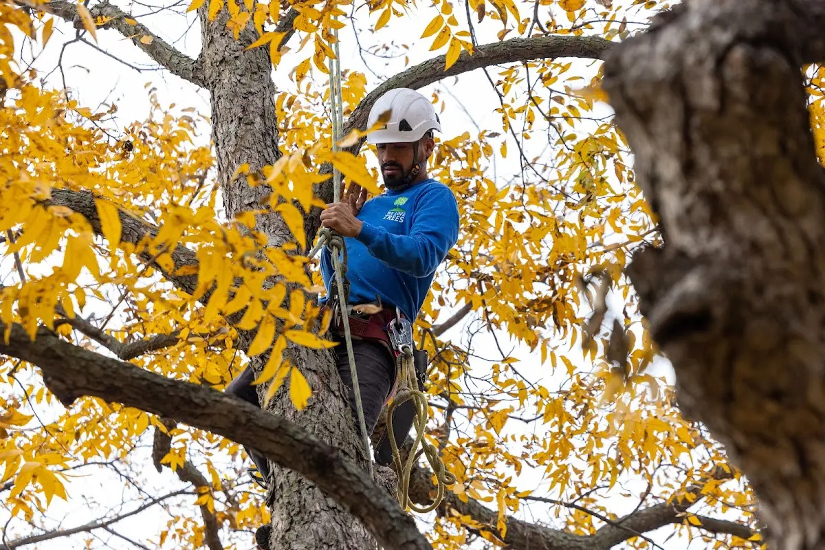 Skilled Tree Transplanting crew working in Brush Valley