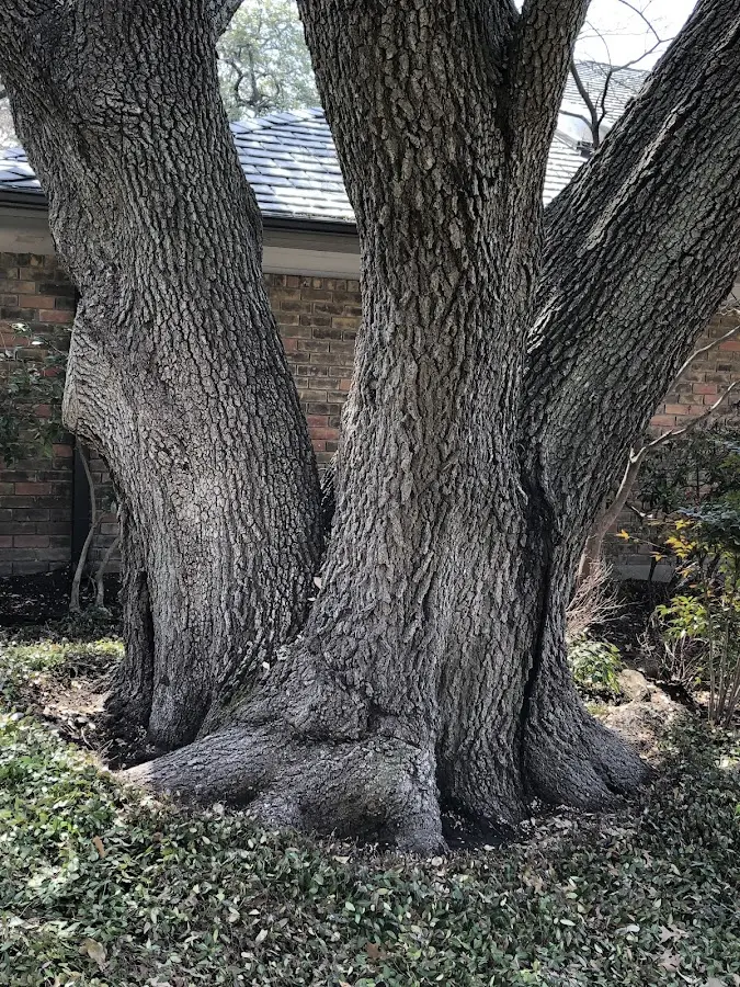 Mature heritage tree close to a Brush Valley property cared for by certified arborists